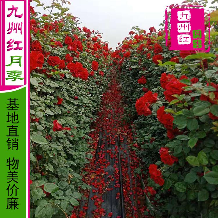 藤本月季-藤蔓月季-市政绿化-造型月季球网墙-拱门月季