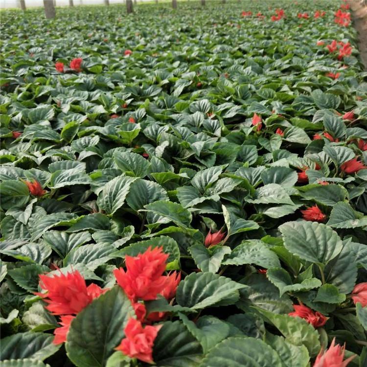 时令草花供应商  草花批发商  一串红基地直销