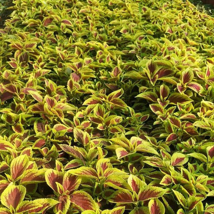 山东彩叶草种植基地 彩叶草供应商 草花价格