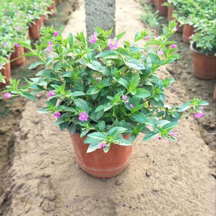 满天星 满天星大盆苗 量大优惠