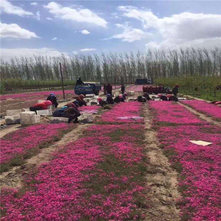 丛生福禄考价格 芝樱价格 丛生福禄考批发报价