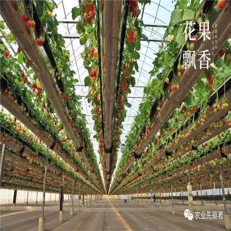 立体种植槽 无土栽培草莓 空中草莓种植系统 草莓无土栽培技术 品质保障