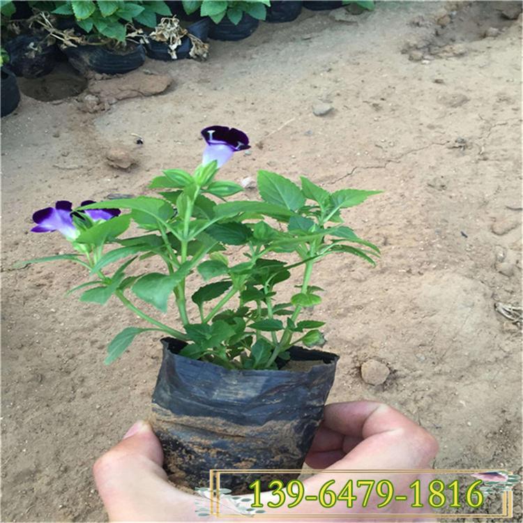 批发夏堇价格 山东草花基地蓝色喇叭花  夏堇蓝猪耳