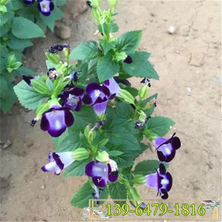 供应夏堇价格 蓝精灵盆栽带花 花坛点缀园林绿化夏季草花