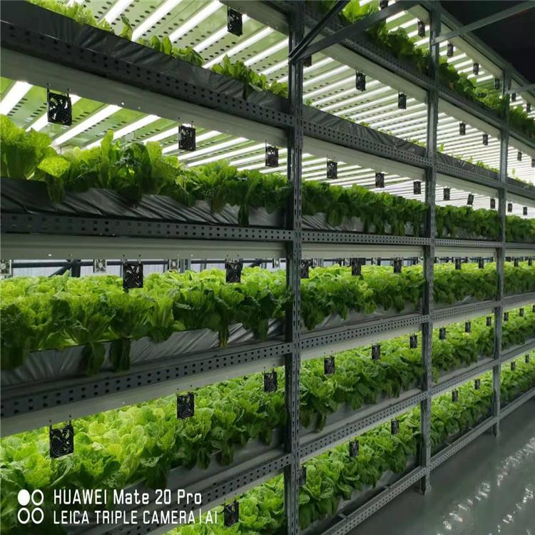 日本M式水培叶菜系统  漂浮栽培技术 M式水耕技术 品质保障