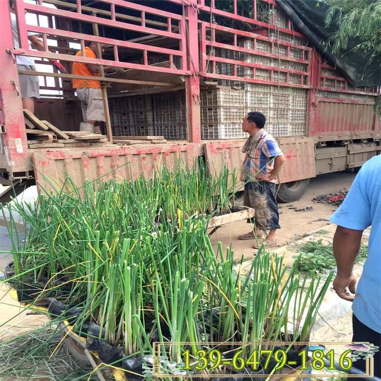 批发多种水生花卉 花叶水葱苗 水生植物基地河边植物