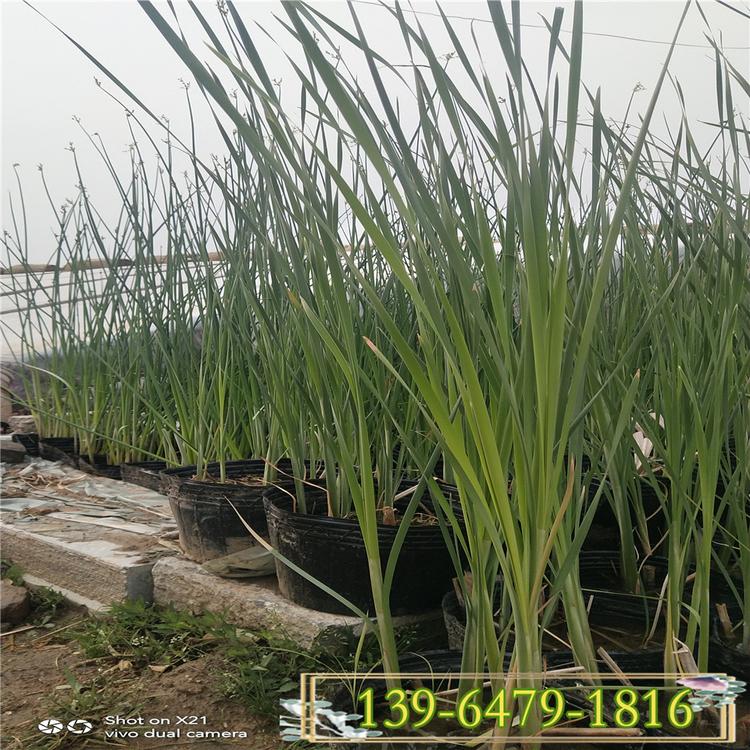 批发水生植物 花叶水葱 水葱盆栽苗 湿地绿化公园湖面绿化