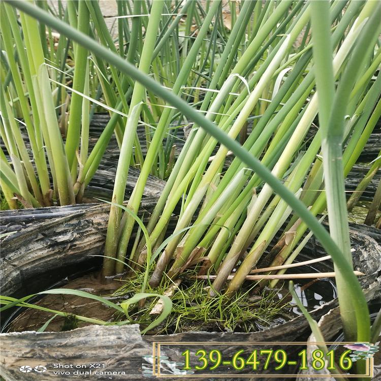 水生花卉水葱盆栽价格 花叶水葱 池塘固坡水景工程用苗