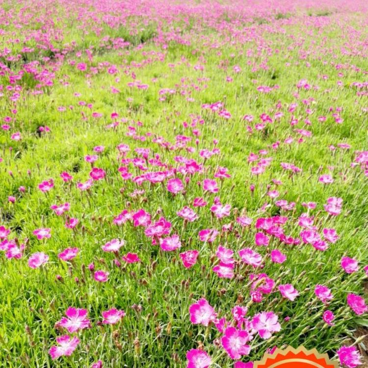 营养杯欧石竹  开花草坪 小涵花卉 绿化苗木