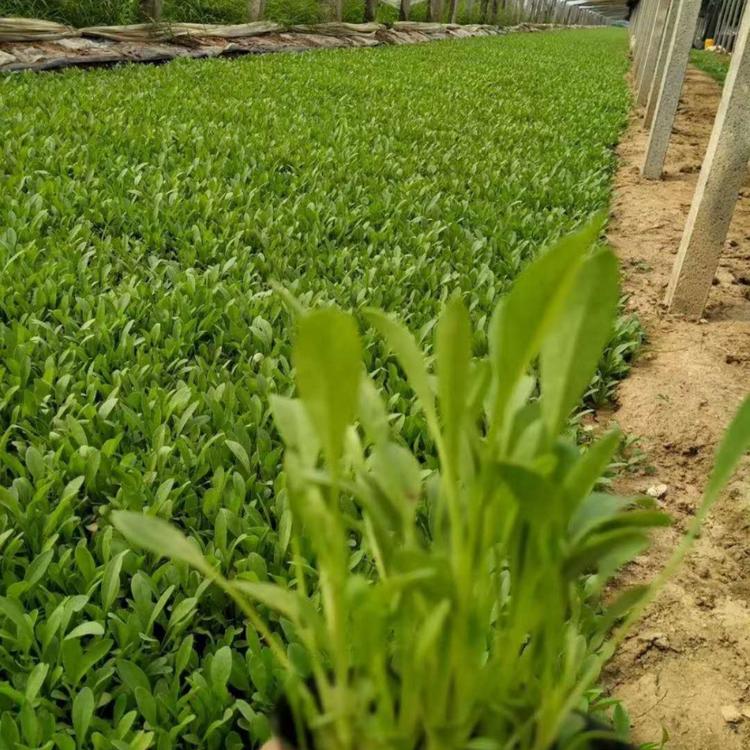 营养杯金鸡菊  小涵花卉