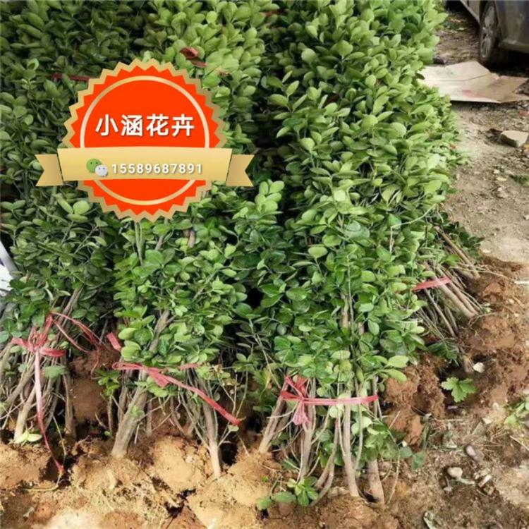 优质北海道黄杨 北海道黄杨 小涵花卉  绿化苗木