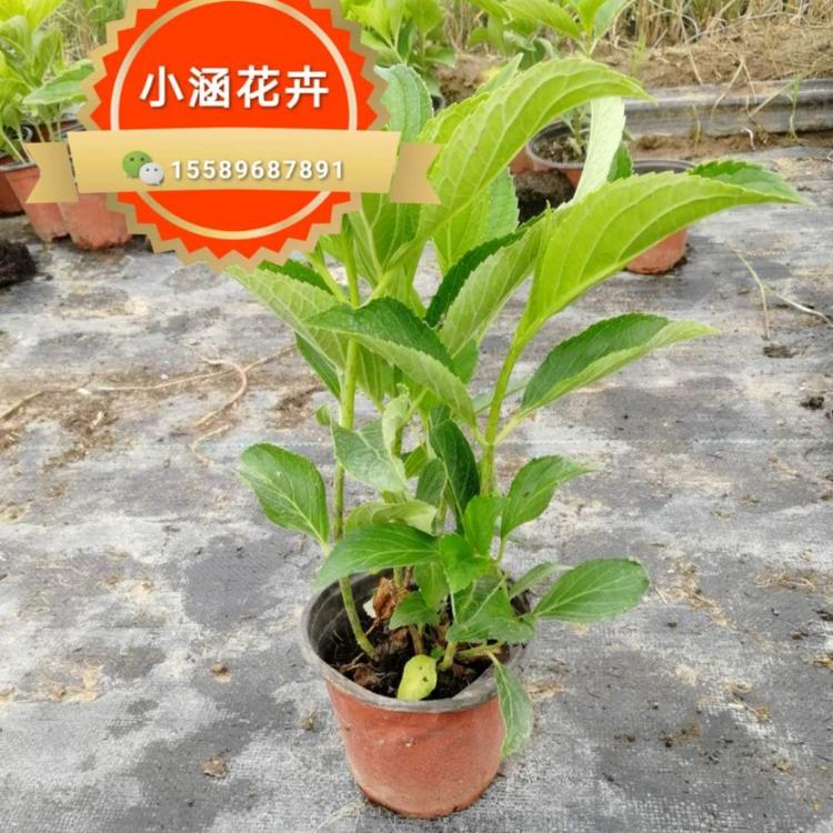 八仙花价格 粉团花价格  草绣球价格 紫阳花价格 木绣球价格 小涵花卉 八仙花价格