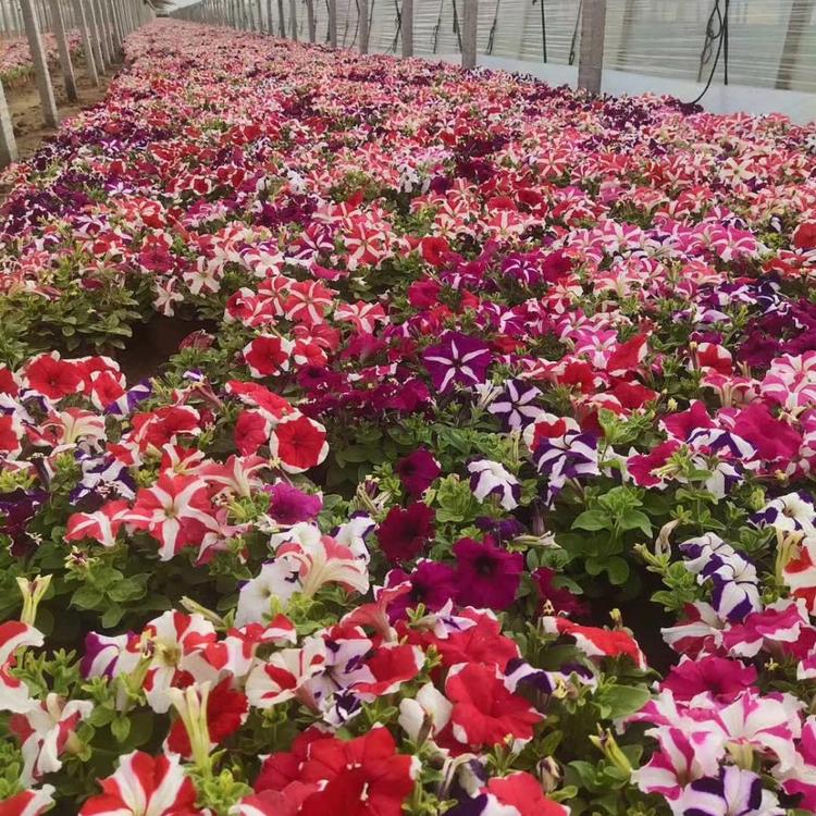 垂钓牵牛多色系植物花海用苗青州货源