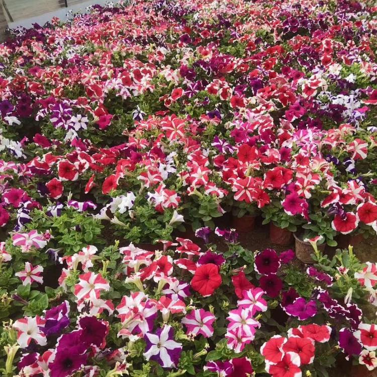 垂钓牵牛营养杯苗青州天一花卉牵牛种植基地