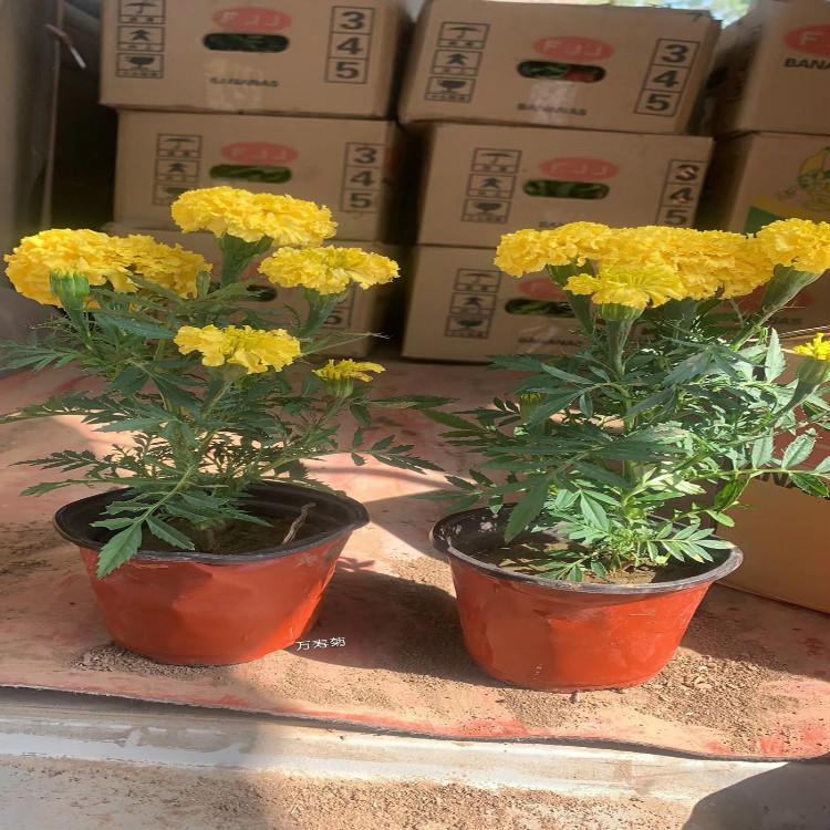 南非万寿菊时令草花 南非万寿菊批发青州货源