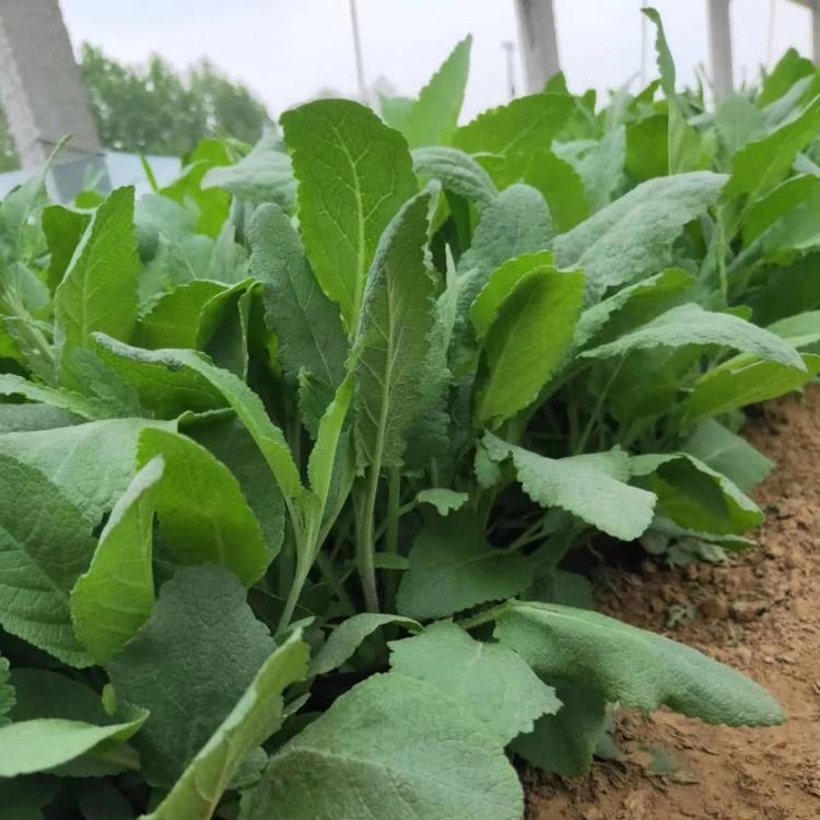 地被鼠尾草种植基地欢迎致电天一花卉
