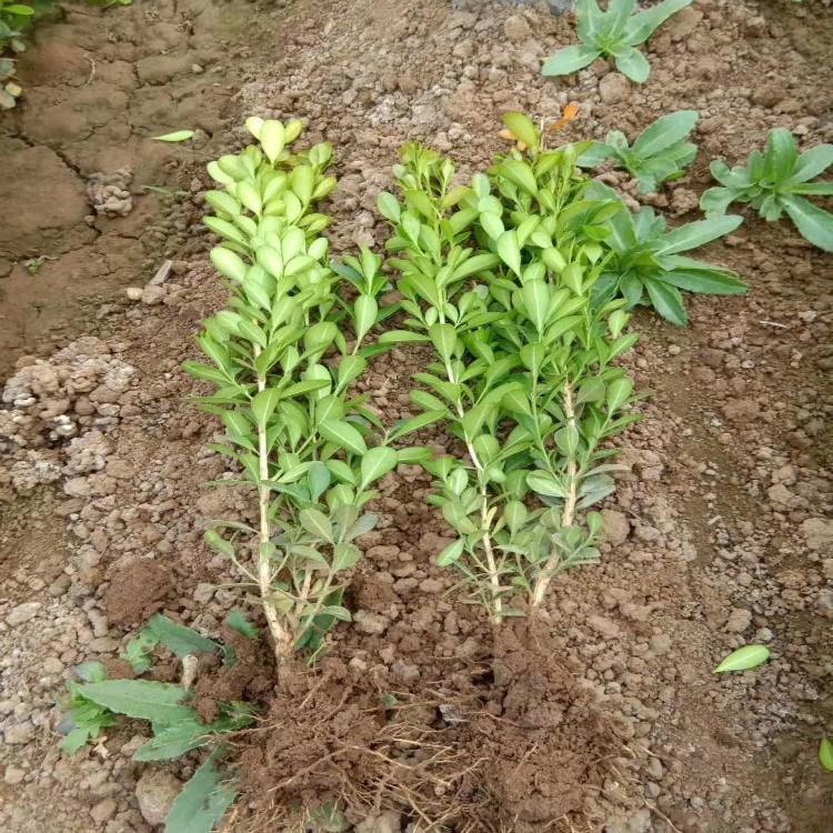 黄杨多年生绿化用苗天一花卉大量现货供应