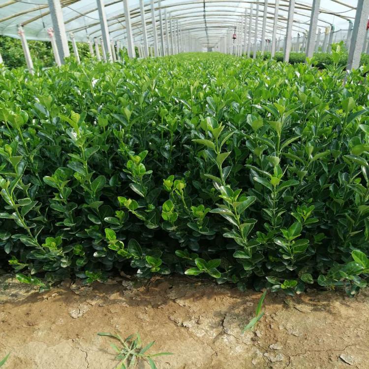 大叶扶芳藤  【天一花卉】常年供应优良大叶扶芳藤物优价廉