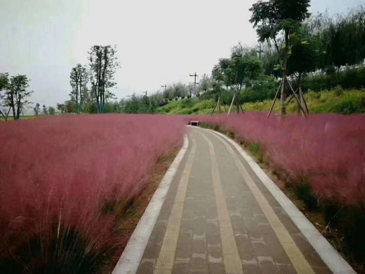 网红草 粉黛乱子草现货直销青州天一花卉报价
