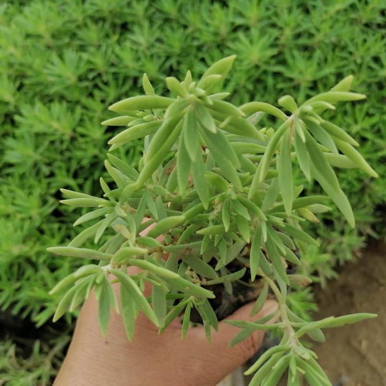 佛甲草价格佛甲草基地直销