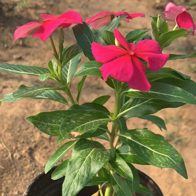 青州长春花价格