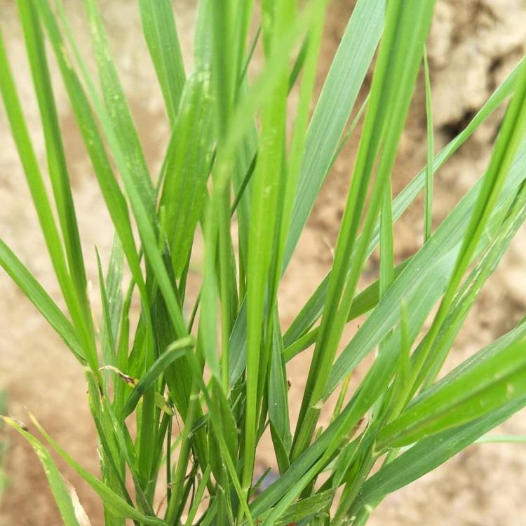 狼尾草 狼尾草价格 狼尾草批发 多芽狼尾草