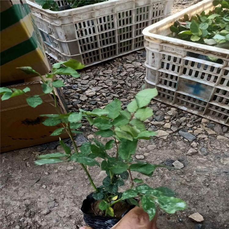 大花月季种植基地  地被月季价格  月季价格