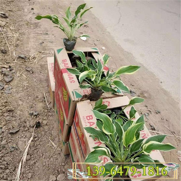 苗圃直销紫玉簪苗 白花金边玉簪 宿根花卉大量供应