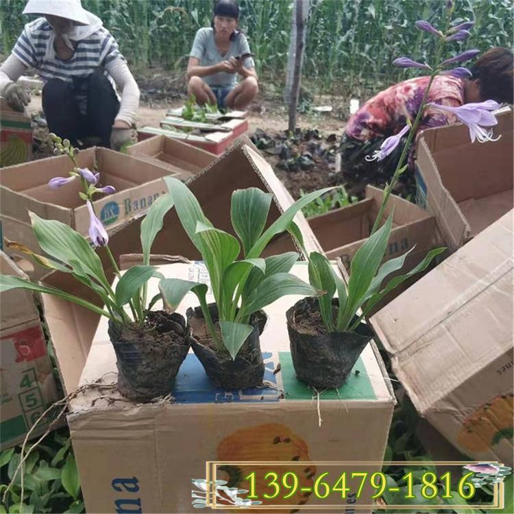 山东金边玉簪批发 紫花玉簪价格 供应花叶玉簪带土盆栽苗