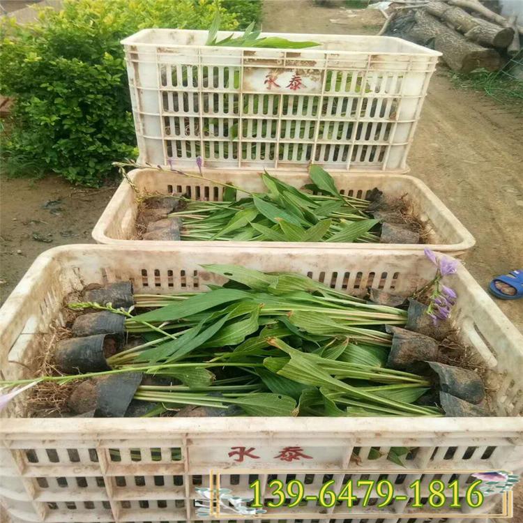 玉簪带土营养钵 紫花玉簪 白花玉簪 绿化工程苗基地