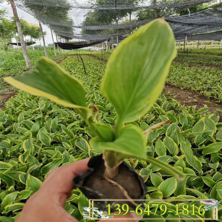 玉簪带土营养钵苗 紫花玉簪 白花玉簪容器苗 绿化工程苗基地