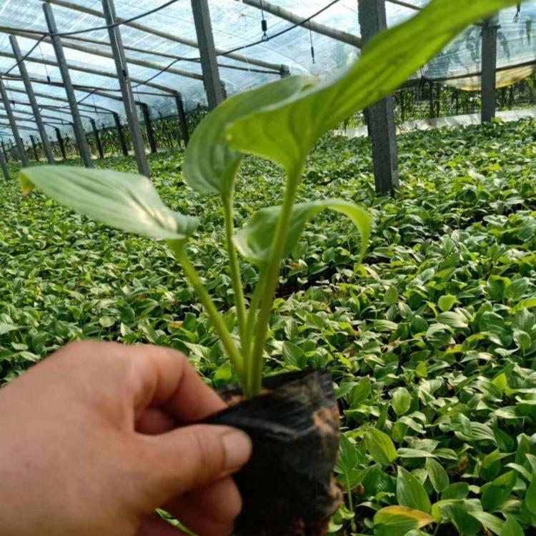 玉簪 玉春棒 白鹤花 玉泡花 白玉簪 小涵花卉 青州草花