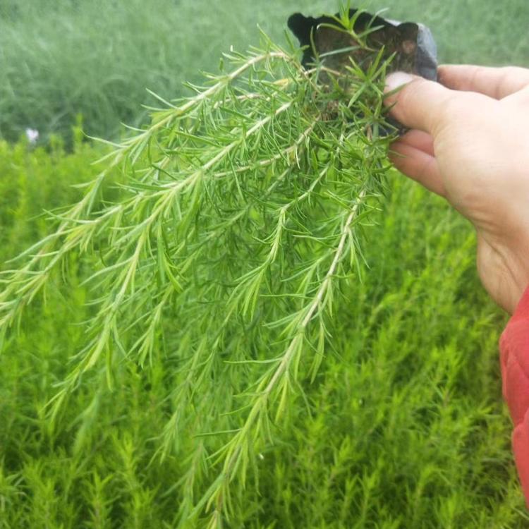草花价格  芝樱批发   青州苗木  草花基地