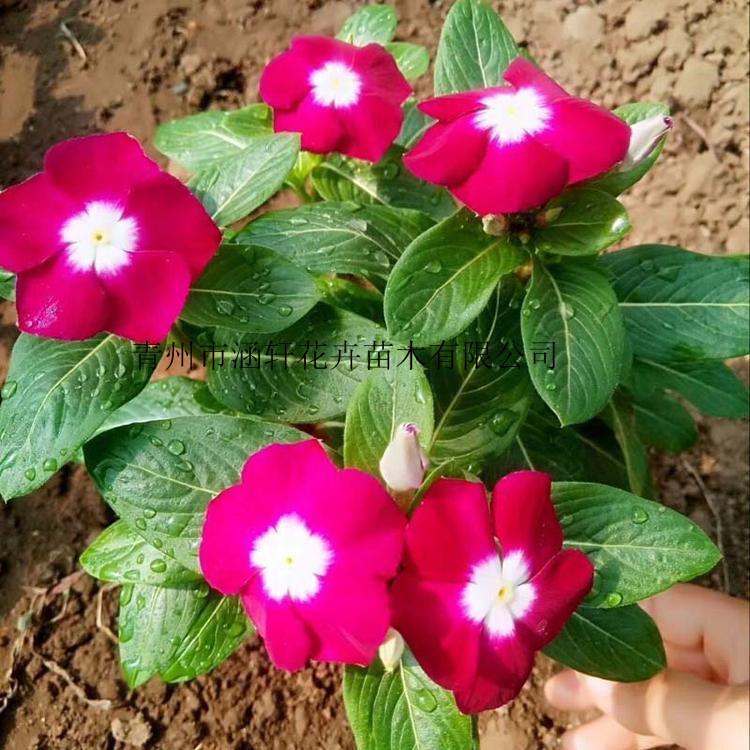 长春花小苗直销商    长春花杯苗