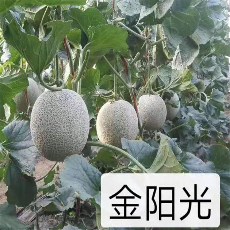 新品种金阳光哈密瓜种子   金阳光哈密瓜种子厚皮甜瓜抗裂品种