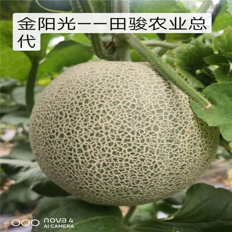 温室种植君网蜜二十五哈密瓜种   君网蜜二十五哈密瓜种田骏种业批发