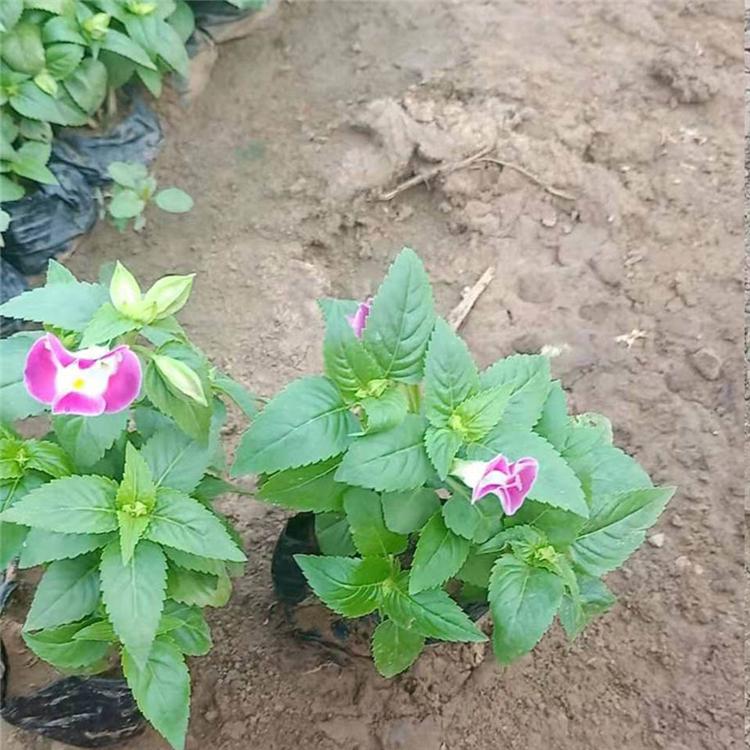 批发采购夏堇 欢迎致电【志民】询价_夏堇种植基地_培育基地
