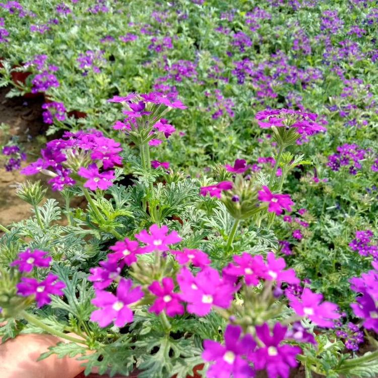 大量出售美女樱 美女樱种植培育基地    美女樱报价