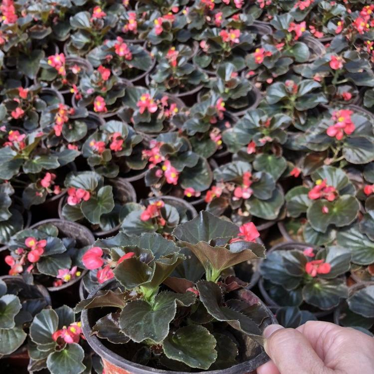 热销推荐四季海棠  大量出售四季海棠种植基地  批发价格