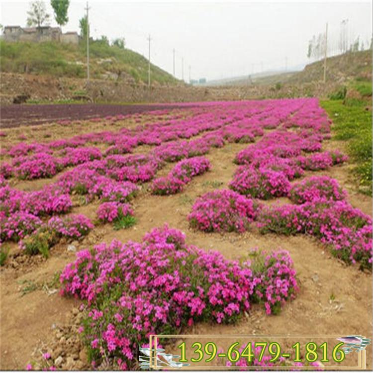开花好的福禄考盆栽苗 郑州宿根直立福禄考芝樱花带土盆