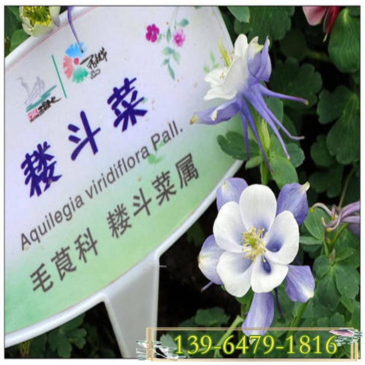 耧斗菜营养杯苗 大量供应好品质耧斗菜 宿根花卉草花基地猫爪花