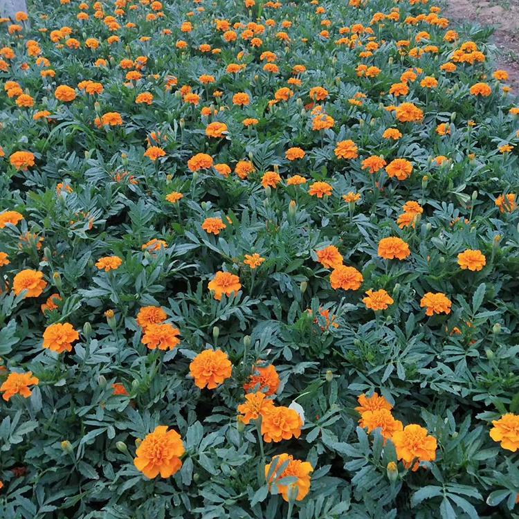 孔雀草种植基地 价格实惠 青州草花