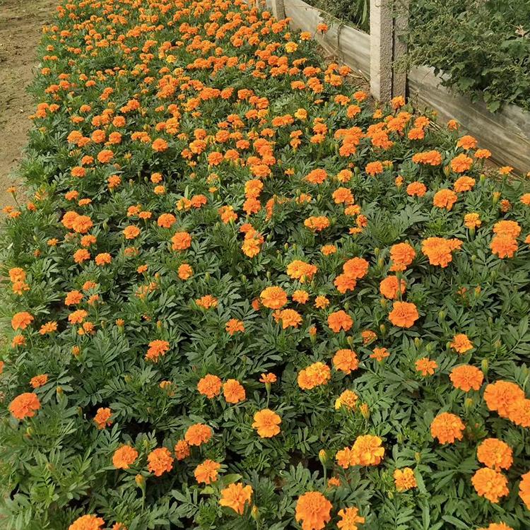 孔雀草 孔雀草价格 选购须知 青州草花