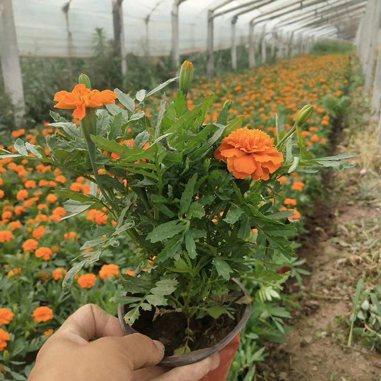 孔雀草批发 价格实惠 开花草花批发