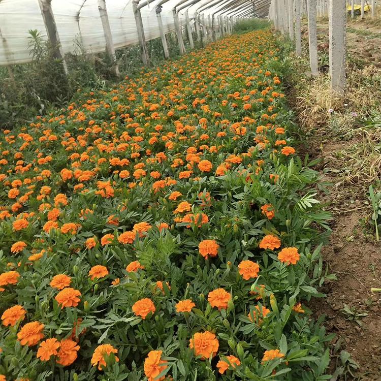 孔雀草种植基地 基地直销 草花种植基地