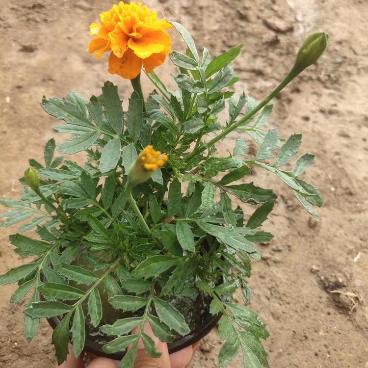 基地直销 孔雀草 孔雀草种植基地