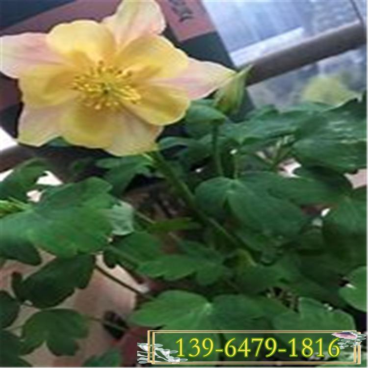 小花耧斗菜种子 耧斗菜小苗价格 大花耧斗菜盆栽青州花卉批发