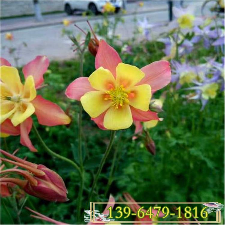 大花耧斗菜种子 多年生混色耧斗菜营养杯苗 青州花卉
