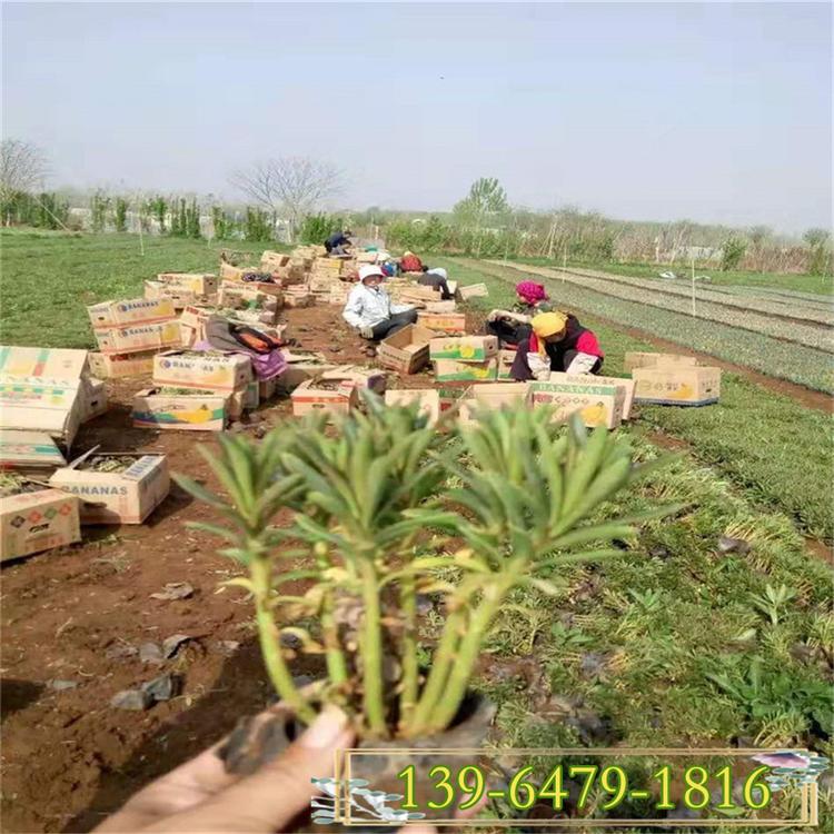 三七景天盆栽苗 三七费菜 山东大量供应草花宿根地被