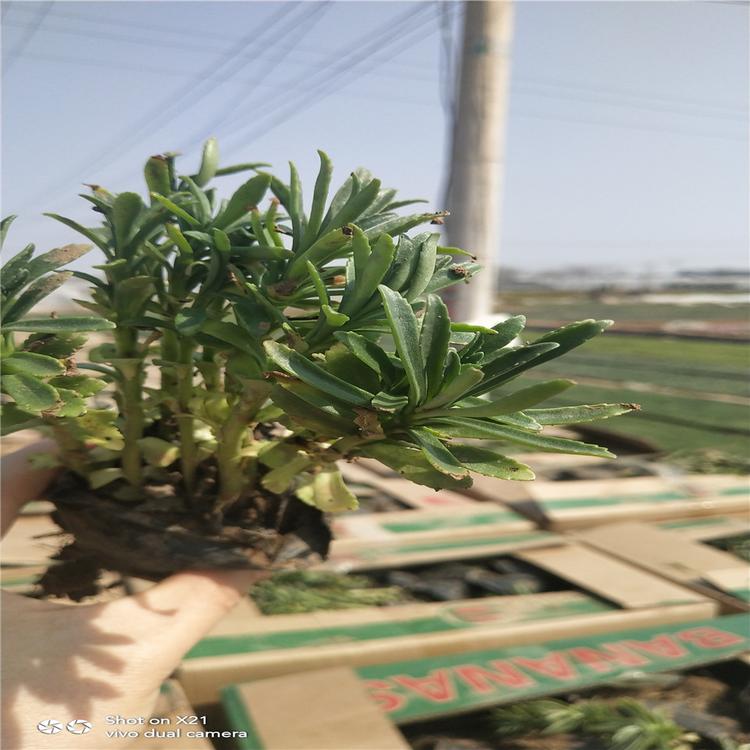 批发供应德国景天绿化用 德国景天三七景天费菜 山体绿化覆盖率高